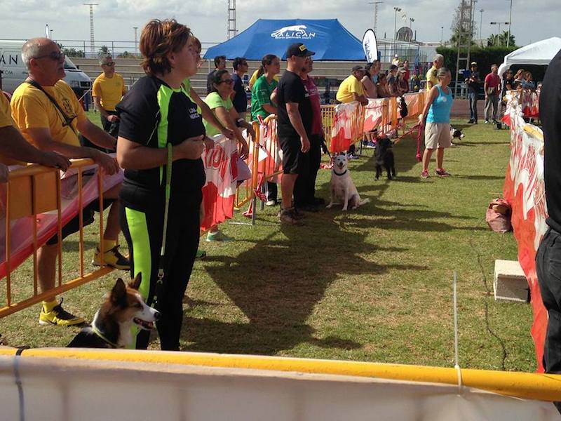 Club Agility de Torrevieja